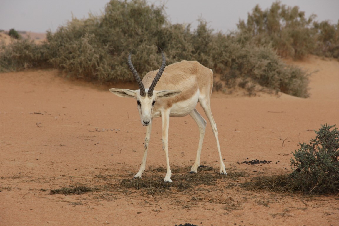 quels sont les animaux qui vivent dans le desert